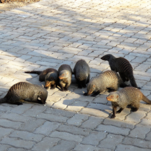 game of enige ander 2