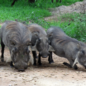 game of enige ander plek12