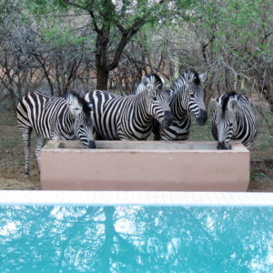 game of enige ander plek13