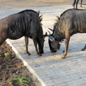 game of enige ander plek17