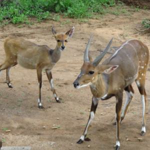 game of enige ander plek22