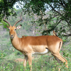 game of enige ander plek23